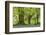 Beech and Oak Trees Above a Carpet of Bluebells in a Woodland, Blackbury Camp, Devon-Adam Burton-Framed Photographic Print