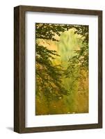 Beech (Fagus Sp) Branches and Water Reflections in Proscansko Lake, Plitvice Lakes Np, Croatia-Biancarelli-Framed Photographic Print