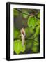 Beech (Fagus Sylvatica) New Shoot and Old Leaf. Norfolk, England, UK, April-Ernie Janes-Framed Photographic Print