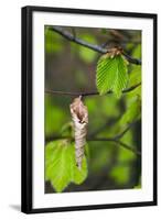 Beech (Fagus Sylvatica) New Shoot and Old Leaf. Norfolk, England, UK, April-Ernie Janes-Framed Photographic Print