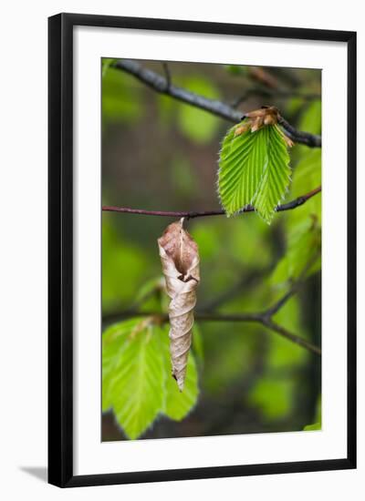Beech (Fagus Sylvatica) New Shoot and Old Leaf. Norfolk, England, UK, April-Ernie Janes-Framed Photographic Print