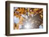 Beech Foliage in Autumn-Simone Wunderlich-Framed Photographic Print