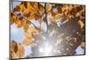 Beech Foliage in Autumn-Simone Wunderlich-Mounted Photographic Print