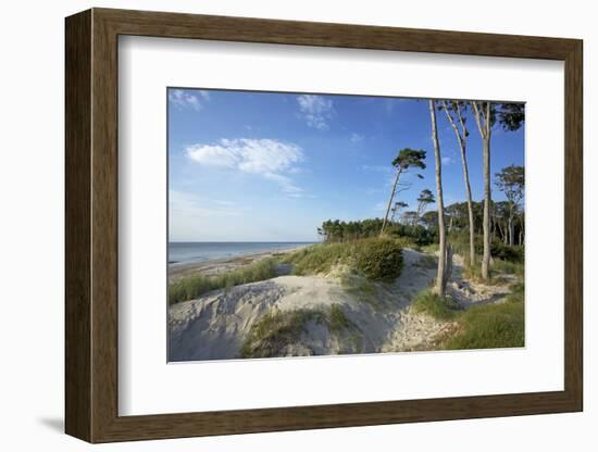 Beech Forest and Dunes on the Western Beach of Darss Peninsula-Uwe Steffens-Framed Photographic Print