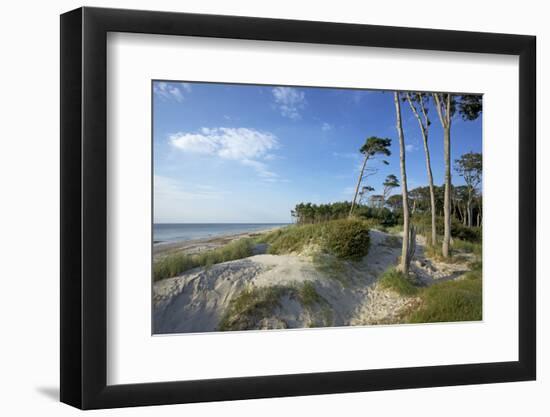 Beech Forest and Dunes on the Western Beach of Darss Peninsula-Uwe Steffens-Framed Photographic Print