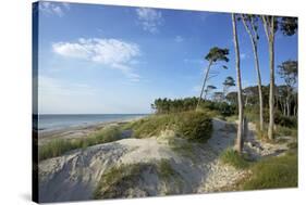 Beech Forest and Dunes on the Western Beach of Darss Peninsula-Uwe Steffens-Stretched Canvas