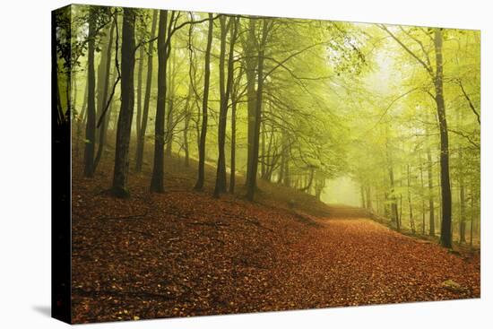 Beech Forest and Morning Fog, Hunsrueck, Rhineland-Palatinate, Germany, Europe-Jochen Schlenker-Stretched Canvas