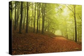 Beech Forest and Morning Fog, Hunsrueck, Rhineland-Palatinate, Germany, Europe-Jochen Schlenker-Stretched Canvas