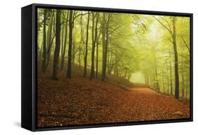 Beech Forest and Morning Fog, Hunsrueck, Rhineland-Palatinate, Germany, Europe-Jochen Schlenker-Framed Stretched Canvas