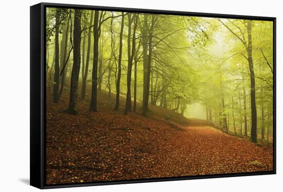 Beech Forest and Morning Fog, Hunsrueck, Rhineland-Palatinate, Germany, Europe-Jochen Schlenker-Framed Stretched Canvas