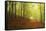 Beech Forest and Morning Fog, Hunsrueck, Rhineland-Palatinate, Germany, Europe-Jochen Schlenker-Framed Stretched Canvas