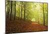 Beech Forest and Morning Fog, Hunsrueck, Rhineland-Palatinate, Germany, Europe-Jochen Schlenker-Mounted Photographic Print