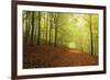 Beech Forest and Morning Fog, Hunsrueck, Rhineland-Palatinate, Germany, Europe-Jochen Schlenker-Framed Photographic Print