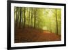 Beech Forest and Morning Fog, Hunsrueck, Rhineland-Palatinate, Germany, Europe-Jochen Schlenker-Framed Photographic Print