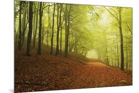 Beech Forest and Morning Fog, Hunsrueck, Rhineland-Palatinate, Germany, Europe-Jochen Schlenker-Mounted Photographic Print