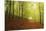 Beech Forest and Morning Fog, Hunsrueck, Rhineland-Palatinate, Germany, Europe-Jochen Schlenker-Mounted Photographic Print