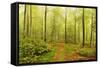 Beech Forest and Morning Fog, Hunsrueck, Rhineland-Palatinate, Germany, Europe-Jochen Schlenker-Framed Stretched Canvas