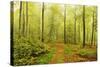 Beech Forest and Morning Fog, Hunsrueck, Rhineland-Palatinate, Germany, Europe-Jochen Schlenker-Stretched Canvas