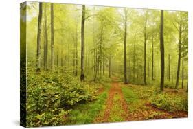 Beech Forest and Morning Fog, Hunsrueck, Rhineland-Palatinate, Germany, Europe-Jochen Schlenker-Stretched Canvas