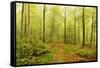 Beech Forest and Morning Fog, Hunsrueck, Rhineland-Palatinate, Germany, Europe-Jochen Schlenker-Framed Stretched Canvas