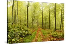 Beech Forest and Morning Fog, Hunsrueck, Rhineland-Palatinate, Germany, Europe-Jochen Schlenker-Stretched Canvas