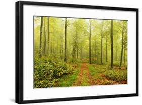 Beech Forest and Morning Fog, Hunsrueck, Rhineland-Palatinate, Germany, Europe-Jochen Schlenker-Framed Photographic Print