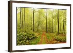 Beech Forest and Morning Fog, Hunsrueck, Rhineland-Palatinate, Germany, Europe-Jochen Schlenker-Framed Photographic Print