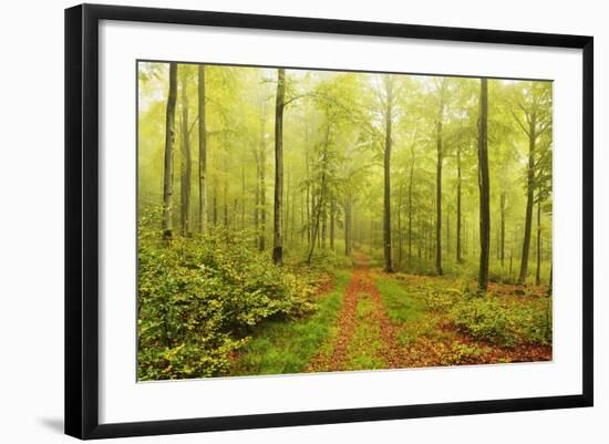 Beech Forest and Morning Fog, Hunsrueck, Rhineland-Palatinate, Germany, Europe-Jochen Schlenker-Framed Photographic Print