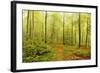 Beech Forest and Morning Fog, Hunsrueck, Rhineland-Palatinate, Germany, Europe-Jochen Schlenker-Framed Photographic Print