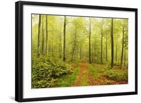 Beech Forest and Morning Fog, Hunsrueck, Rhineland-Palatinate, Germany, Europe-Jochen Schlenker-Framed Photographic Print