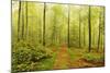 Beech Forest and Morning Fog, Hunsrueck, Rhineland-Palatinate, Germany, Europe-Jochen Schlenker-Mounted Photographic Print