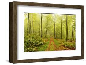 Beech Forest and Morning Fog, Hunsrueck, Rhineland-Palatinate, Germany, Europe-Jochen Schlenker-Framed Photographic Print