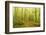 Beech Forest and Morning Fog, Hunsrueck, Rhineland-Palatinate, Germany, Europe-Jochen Schlenker-Framed Photographic Print