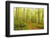 Beech Forest and Morning Fog, Hunsrueck, Rhineland-Palatinate, Germany, Europe-Jochen Schlenker-Framed Photographic Print