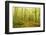 Beech Forest and Morning Fog, Hunsrueck, Rhineland-Palatinate, Germany, Europe-Jochen Schlenker-Framed Photographic Print