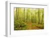 Beech Forest and Morning Fog, Hunsrueck, Rhineland-Palatinate, Germany, Europe-Jochen Schlenker-Framed Photographic Print