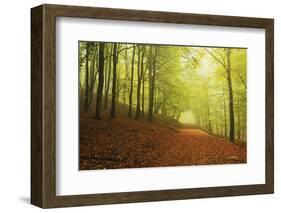 Beech Forest and Morning Fog, Hunsrueck, Rhineland-Palatinate, Germany, Europe-Jochen Schlenker-Framed Photographic Print