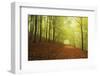 Beech Forest and Morning Fog, Hunsrueck, Rhineland-Palatinate, Germany, Europe-Jochen Schlenker-Framed Photographic Print