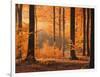 Beech Forest, Autumn-Thonig-Framed Photographic Print