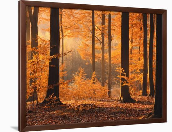 Beech Forest, Autumn-Thonig-Framed Photographic Print