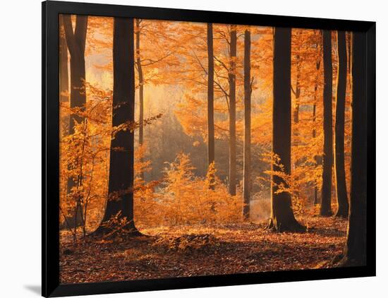 Beech Forest, Autumn-Thonig-Framed Photographic Print