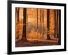 Beech Forest, Autumn-Thonig-Framed Photographic Print