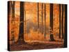 Beech Forest, Autumn-Thonig-Stretched Canvas