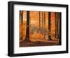 Beech Forest, Autumn-Thonig-Framed Photographic Print