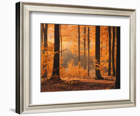 Beech Forest, Autumn-Thonig-Framed Photographic Print