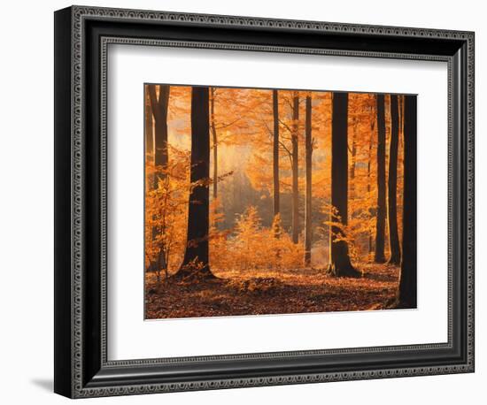 Beech Forest, Autumn-Thonig-Framed Photographic Print