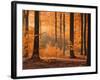 Beech Forest, Autumn-Thonig-Framed Photographic Print