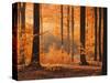 Beech Forest, Autumn-Thonig-Stretched Canvas