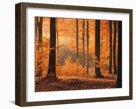 Beech Forest, Autumn-Thonig-Framed Photographic Print