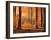 Beech Forest, Autumn-Thonig-Framed Photographic Print